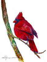 100-230 Cardinal 2013